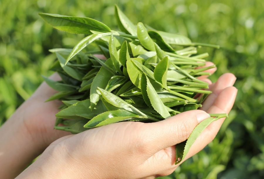 Búp trà xanh vừa hái
