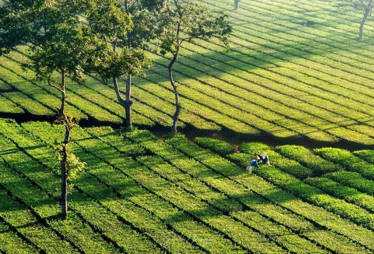 Đồi chè Bảo Lộc nhìn từ trên cao